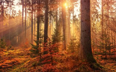 Autumn